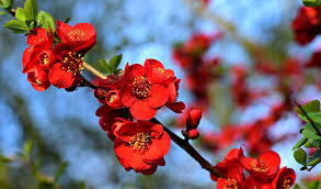 Typically, viburnum shrubs should be trimmed back about a third of their size each year. Rejuvenation Pruning Of Shrubs Answers To All Your Questions Independent Tree