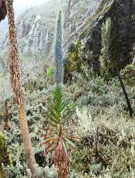 Image result for Lobelia wollastonii