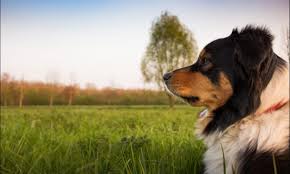 Hemangiosarcoma (hsa) is an aggressive, malignant cancer of the cells that line blood vessels most commonly presents as a mass on the spleen, but may also appear on the liver. Hemangiosarcoma Ethos Veterinary Health