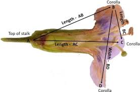 Image result for Lycium schizocalyx