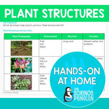 Plant Structures Hands On At Home Distance Learning By The Science Penguin Distance Learning Plant Structure Plants Worksheets