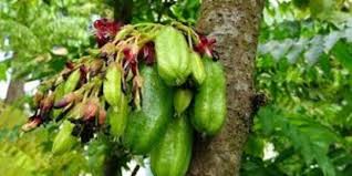Khasiat buah belimbing wuluh yang belum banyak orang tahu. 7 Manfaat Daun Belimbing Wuluh Untuk Kesehatan Mengatasi Jerawat Hingga Cegah Kanker Merdeka Com