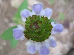 What is dap fertilizer how to use dap fertilizer in plants. How Come Herbicides Don T Kill The Grass A Nourishing Harvest