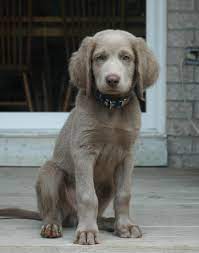 Colray Reg D Weimaraners The Longhaired Weimaraner Weimaraner Puppies Cute Dogs Weimaraner Puppy