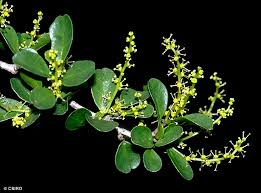 Image result for Antidesma