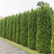 It is also known as western red cedar and is native to north america (primarily canada and the northwestern united states). Flowerwood 2 5 Gal Emerald Green Arborvitae Thuja Live Evergreen Shrub Tree Green Foliage 55203fl The Home Depot