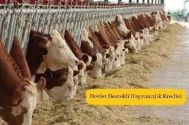 Devlet Destekli Hayvancilik 2020 Kredisi Bank Kredisi Hayvan Kirsal