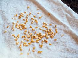 Or, if you want a fun fall gardening activity, save the seeds to plant next year. How To Save And Store Seeds For Next Year S Garden Garden Betty