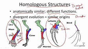 11 2 2 Homologous Structures Youtube