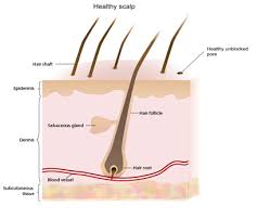 If you have fine or thin hair, you may be wondering what you can do at home to give it some added volume. Why Why Clogged Hair Follicles Thin Your Hair And What You Can Do