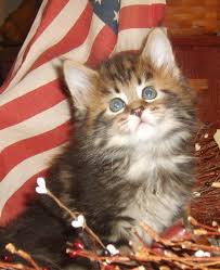 Kittens near me for adoption off cute wild baby animals videos round kittens for sale pet store till dog shelters near me no kill like kittens meaning. Craigslist Free Kittens Near Me