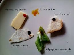 Testing For Starch Science Experiment The Happy Housewife Home Schooling Science Experiments Homeschool Science Experiments Food Science