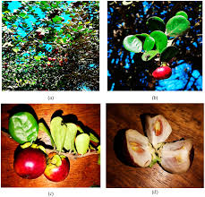 Image result for Diospyros dichrophylla