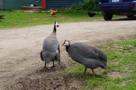 Turkey vs guinea is live on the sky sports red button in the uk. Meet The Tick Eating Hens That Nova Scotians Like To Love Or Hate Cbc News