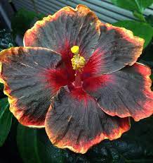 Dark Cosmos Hibiscus Easy Plants Plants Hibiscus Flowers