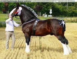Leverton Statesman 29 03 0219 Swe Horse Breeds Beautiful Horses Horses