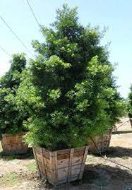 Plant approximately 3' apart for use as a hedge. Shop 360 Garden Podocarpus Gracilior Fern Pine African Fern Pine Conifer Tree Seeds Pack Of 5 Seeds Amazon In Garden Outdoors