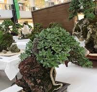 Ficus Nana Bonsai - Rock clasping