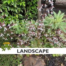 Image result for Galiniera saxifraga