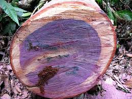 Purpleheart Tree Purple Heart Wood Wood Unique Trees