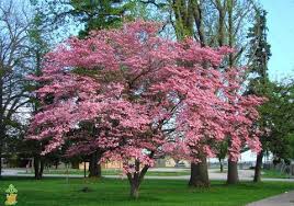 Flowering dogwood is recognized by most people for its spring floral display that can be white or pink. The Dogwood Tree An American Treasure Plantingtree