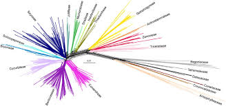 Image result for Bambekea racemosa