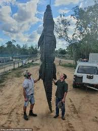 Jun 27, 2021 · the framework outlines the nt's approach to crocodile management and public education aimed at reducing problem human/crocodile interactions. Adelaide River Man Saved From Massive Saltwater Crocodile Due To Barbed Wire Fence Daily Mail Online