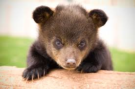 And a state game, fish & parks department game specialist in rapid city. Bear Country Usa Travel South Dakota