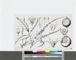 Image result for Panda oleosa