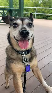 I lost my sweet Mandy girl