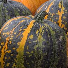 Image result for Cucurbita