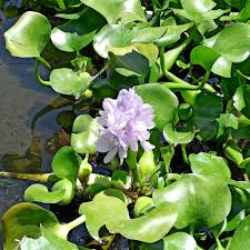 Image result for Pontederia crassipes