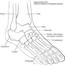 Foot And Ankle Treatment Genesis Orthopedics Sports Medicine