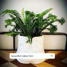 Dedaunan On Instagram Curly Fern Atau Pakis Atau Paku Keriting Adalah Species Tanaman Hias Pakis Pakisan Paku Pakuan Yang Bata Cactus Plants Plants Cactus