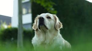 While overwhelmed with grief, the first thought in my mind. 25 Best Songs For A Pet S Memorial Or Funeral Cake Blog