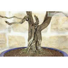 Image result for rosemary bonsai
