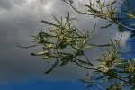 Image result for Acacia polyacantha