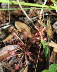Image result for Syngonanthus welwitschii
