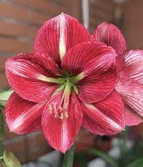 Madame Butterfly Amaryllis Plant Amaryllis Flower Garden