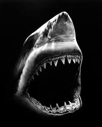 Hyper Realistic Charcoal Shark Drawings My Modern Metropolis Picture On Visualizeus Shark Drawing Shark Art Shark