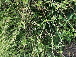 Control chickweed using herbicides or natural organic options. Eliminating Chickweed