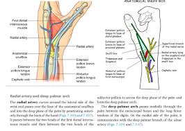 Ul Flashcards Easy Notecards Start studying anatomical snuff box boundaries. ul flashcards easy notecards