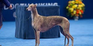 Greyhounds make great lap dogs. 2016 National Dog Show Best In Show Winner Gia The Greyhound People Com
