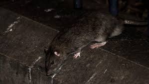 Jika jangkitan penyakit kencing tikus ini tidak diperhatikan dan ditindaklanjuti dengan perawatan yang tepat maka akan menyebabkan infeksi, dan pada tahap selanjutnya akan dapat menyebabkan kerusakan ginjal, hati. Di Tengah Pandemi Corona Penyakit Kencing Tikus Tewaskan 1 Orang Di Klaten