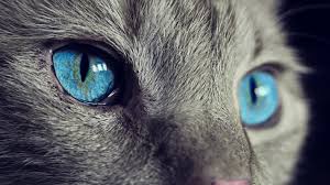 Kedi Goz Kedi Hayvanlari Blog