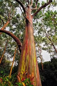 Rainbow Eucalyptus Tree Rainbow Eucalyptus Tree Rainbow Eucalyptus Eucalyptus Tree
