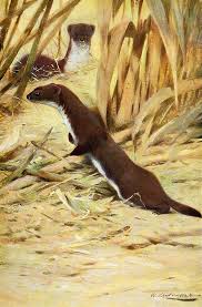 Prawda jest taka, że wiele zwierząt łapie gryzonie. Jej Laskawosc Lasica Menazeria Etymologiczna