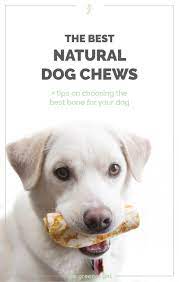 Timing Is Key When Bringing Your Dog Home More Details Can Be Found By Clicking On The Image Natural Dog Chews Dog Chews Healthy Dog Chews