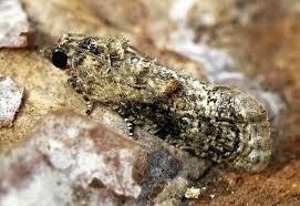 Image result for Lettowianthus stellatus