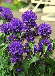 Campanula Glomerata Superba Beautiful With A Strong Purple Color 2 Ft Tall Flowers Perennials Flower Landscape Beautiful Flowers